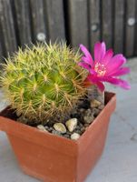 Kakteen, Pflanze, Sulcorebutia