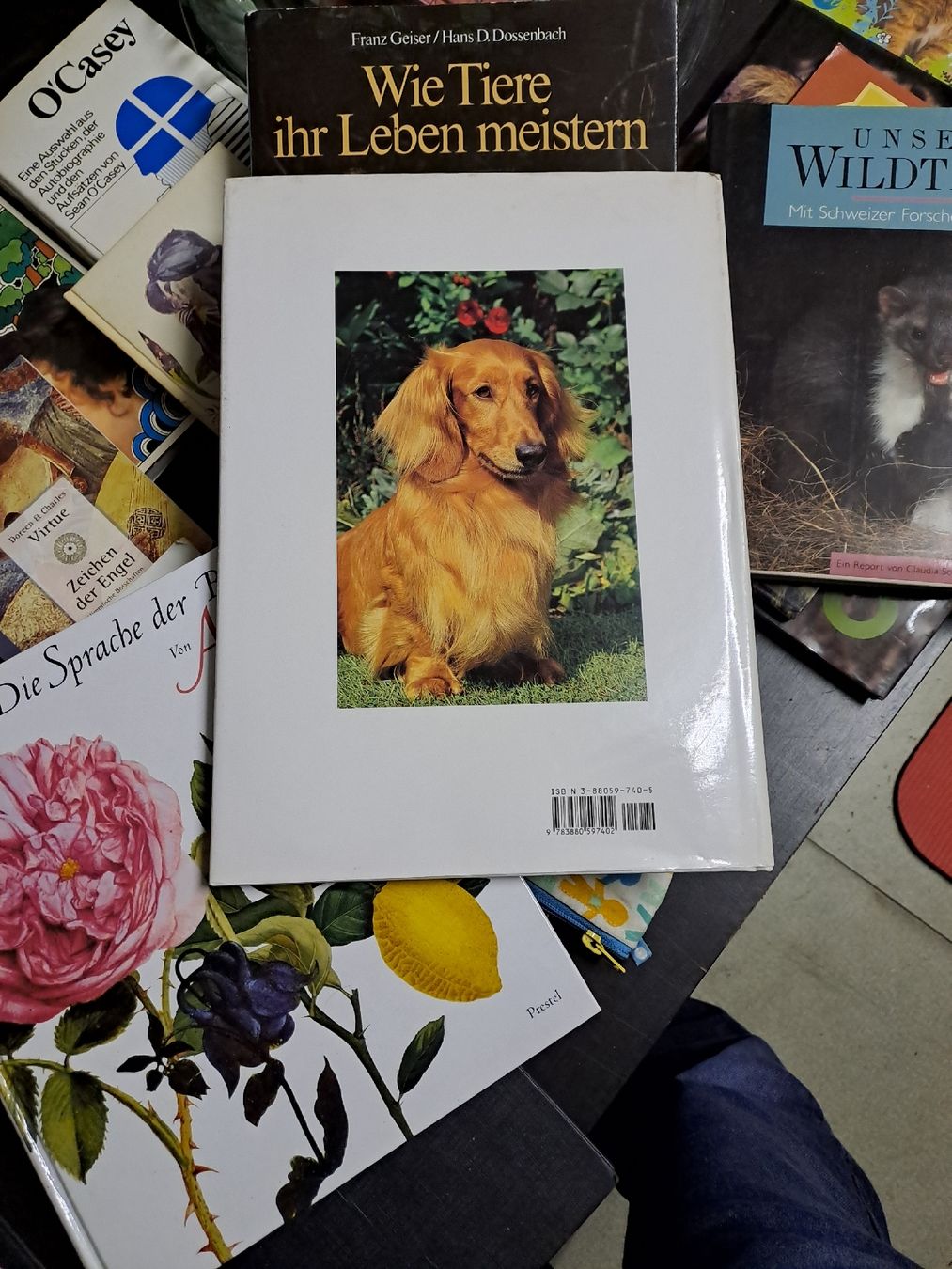 Libri: Hunde - Bildband von Marcus Schneck – Usato da Zürich venduto da Schoebi19 2