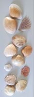12 grosse Muscheln aus Portugal / Algarve Deko Basteln 10 cm