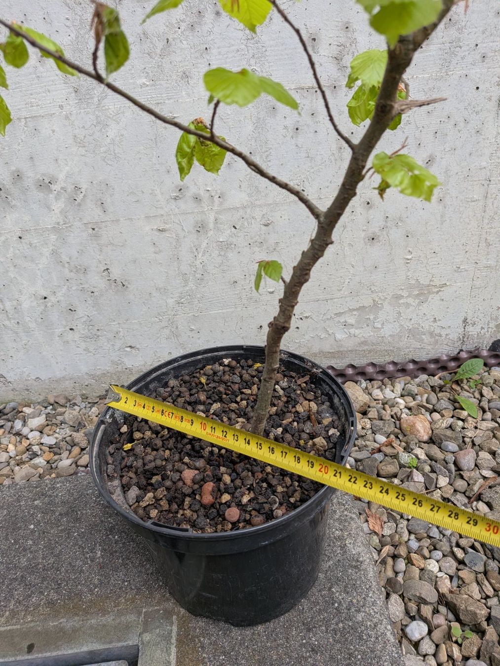 Piante & sementi: Bonsai Rohmaterial ab CHF 5: Hainbuche – Usato da Bern venduto da Hydrom 2