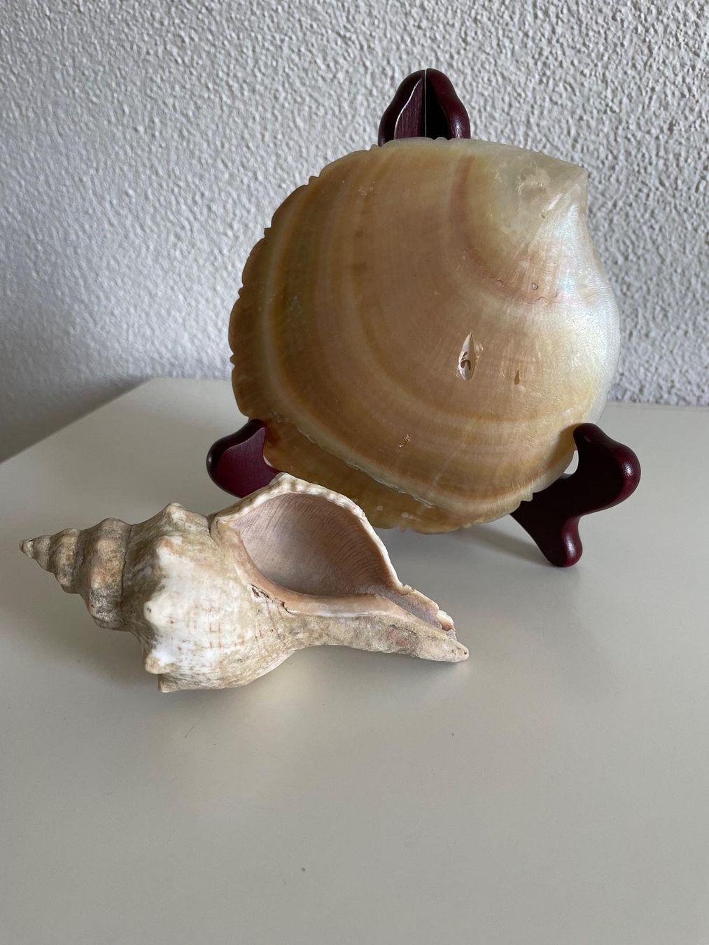 Alle Dekorationen: 2 Wunderschöne Muscheln Deko – Gebraucht aus Winkel von Kade50 1