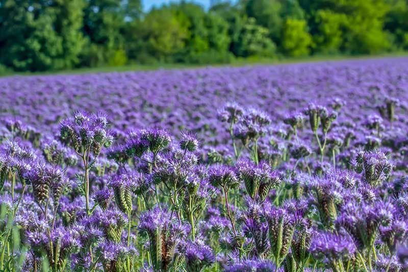 Piante & sementi: 1000 Samen Phacelia Blume – Nuovo (secondo la descrizione) da Ehrendingen venduto da VerveinaSamen
