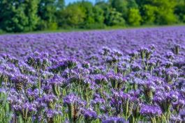 1000 Samen Phacelia Blume