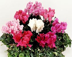 Mix Multicolor: 5 XL Cyclomens H: 30 cm frostbeständig