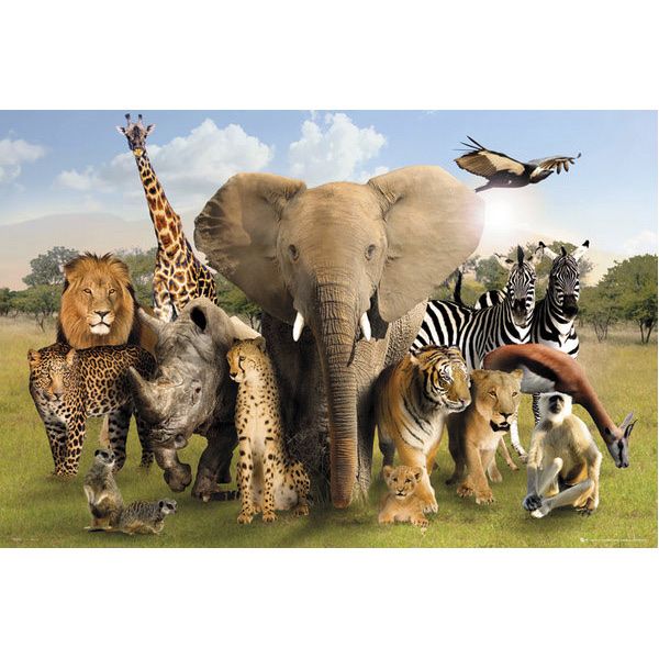 Foto & Immagini: Poster Wildtiere Zoo – Nuovo (secondo la descrizione) da Schwyz venduto da rs-trend