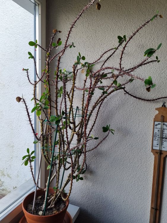 Sehr alte Euphorbia milli / Christusdorn Kaufen auf Ricardo