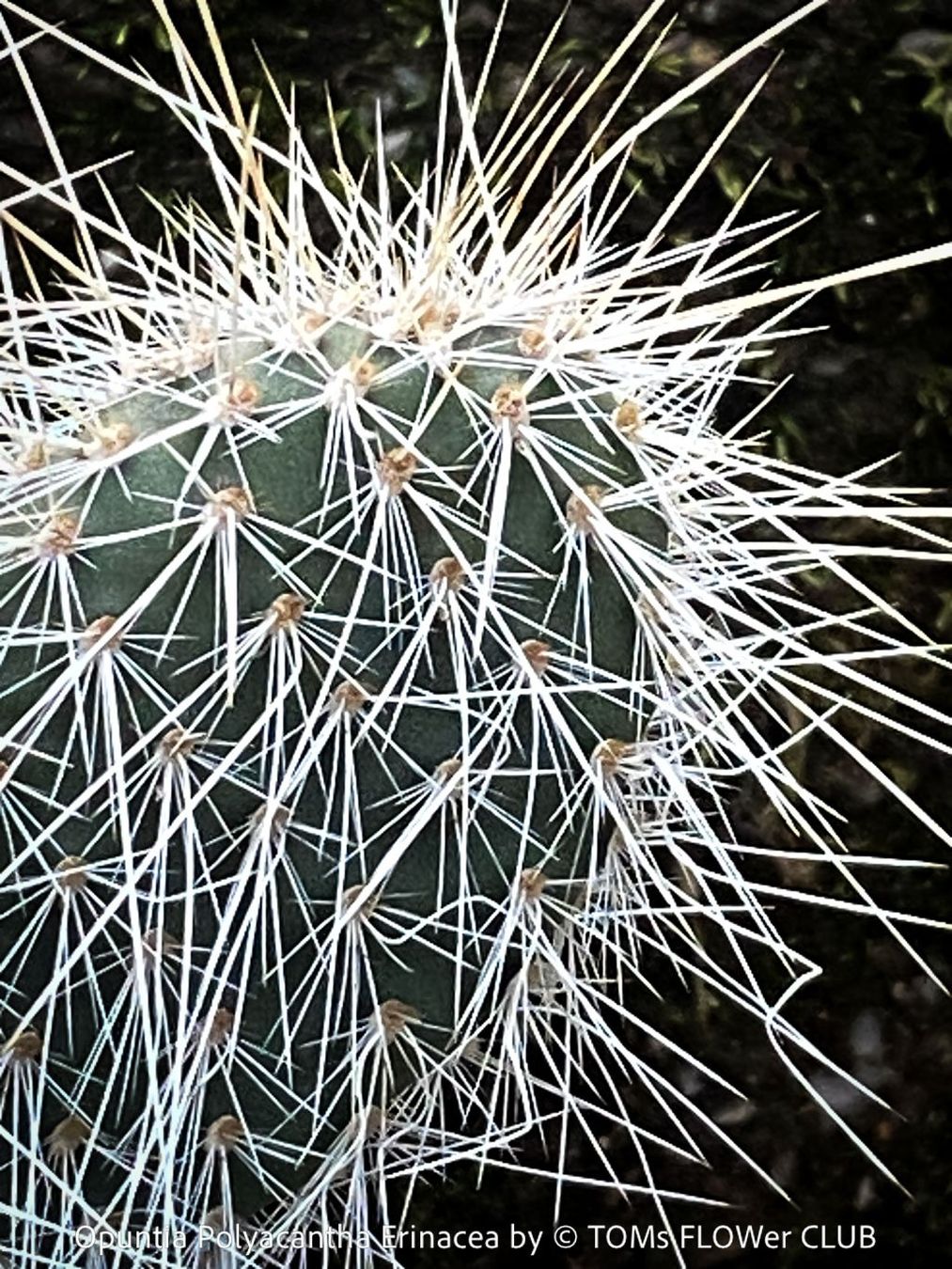 Piante & sementi: Opuntia Polyacantha Erinacea - "Grizzly Bear"- winterhart – Nuovo e nell'imballaggio originale da Adliswil venduto da astom369 4