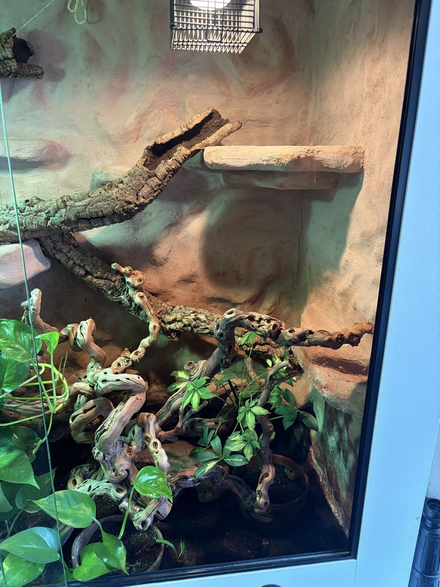 Terrario: Terrarium – Usato da Latterbach venduto da Bbutz98 3