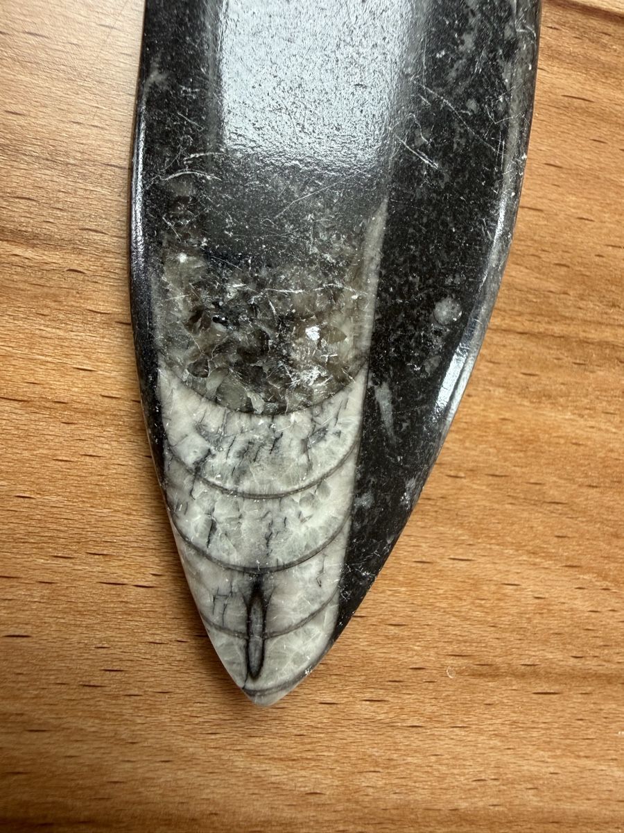 Fossili: Orthoceras-Kopffüsser – Usato da Grenchen venduto da Bastet007 3