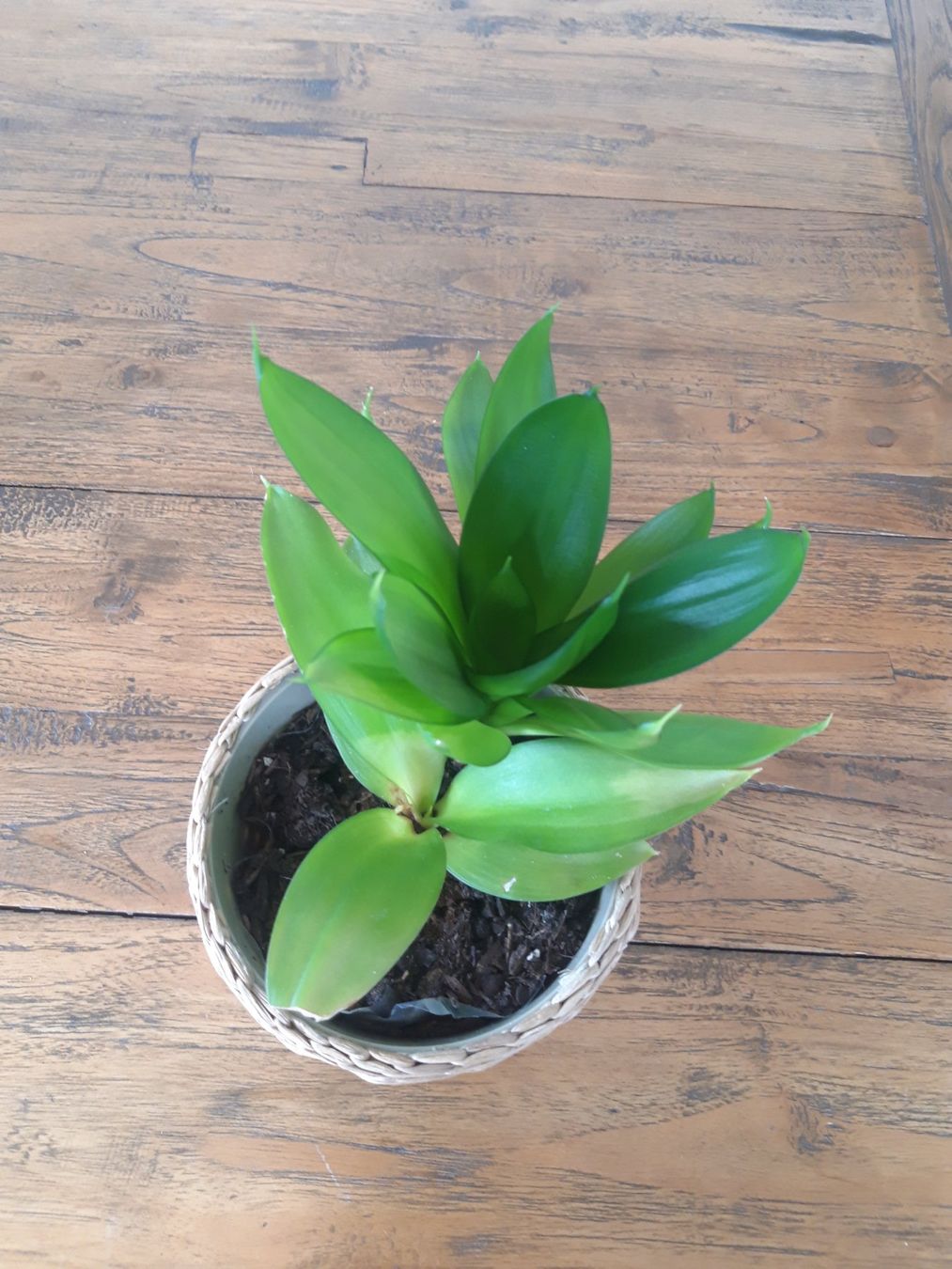 farn mini Selaginella Martensji Moosfarn, Terrarien Pflanzen Regenwald Terrarium –  Tims-Terraristik main image 0