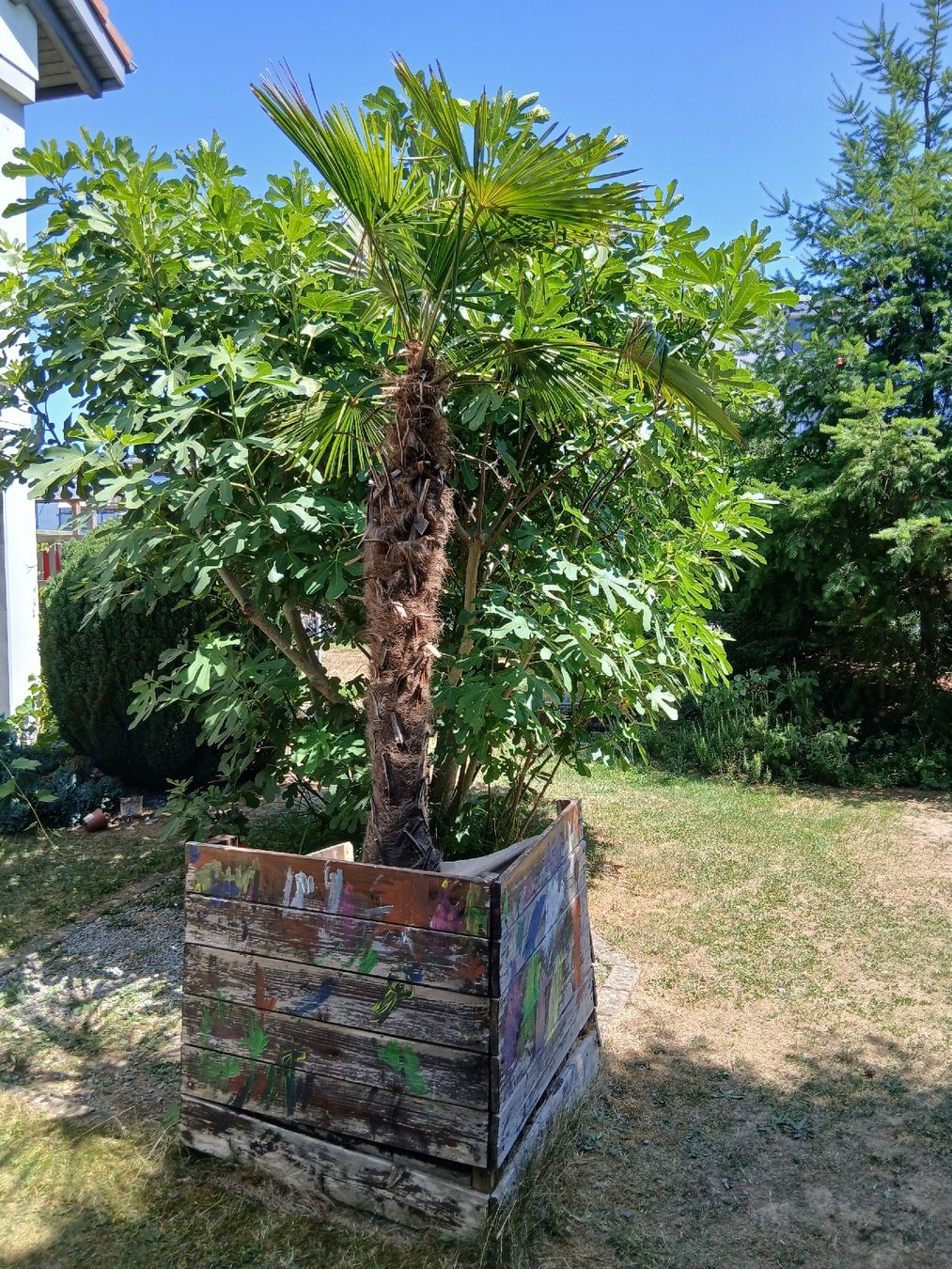 Piante & sementi: Palme – Usato da Fislisbach venduto da Almamo 2