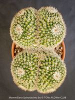 Mammillaria Spinosissima Cristata - seltene Doppel-Cristata