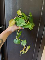 Philodendron Brasil