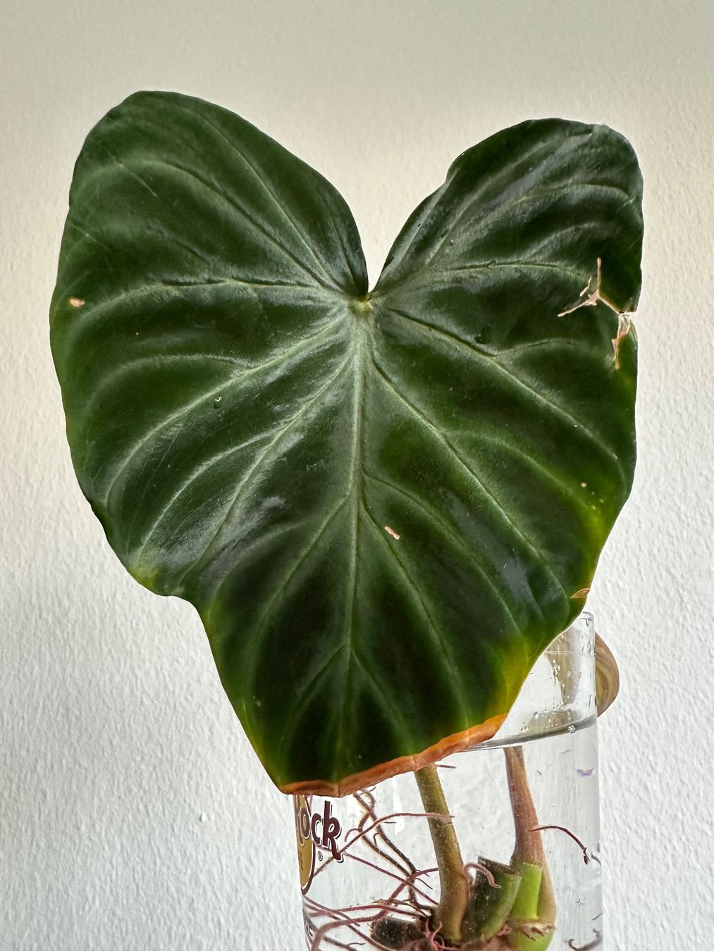 Piante & sementi: Philodendron verrucosum Steckling – Usato da Zürich venduto da ong8