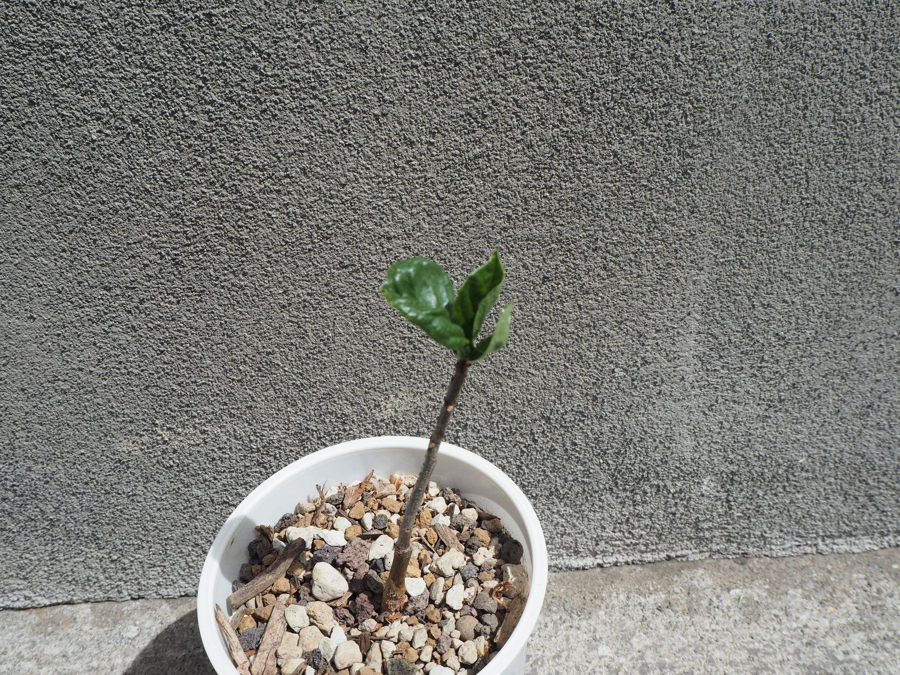 Baobab Baum (Adansonia digitata) - Baum des Lebens (Gebraucht) in  Frauenfeld fr CHF 25  mit Lieferung auf Ricardo kaufen