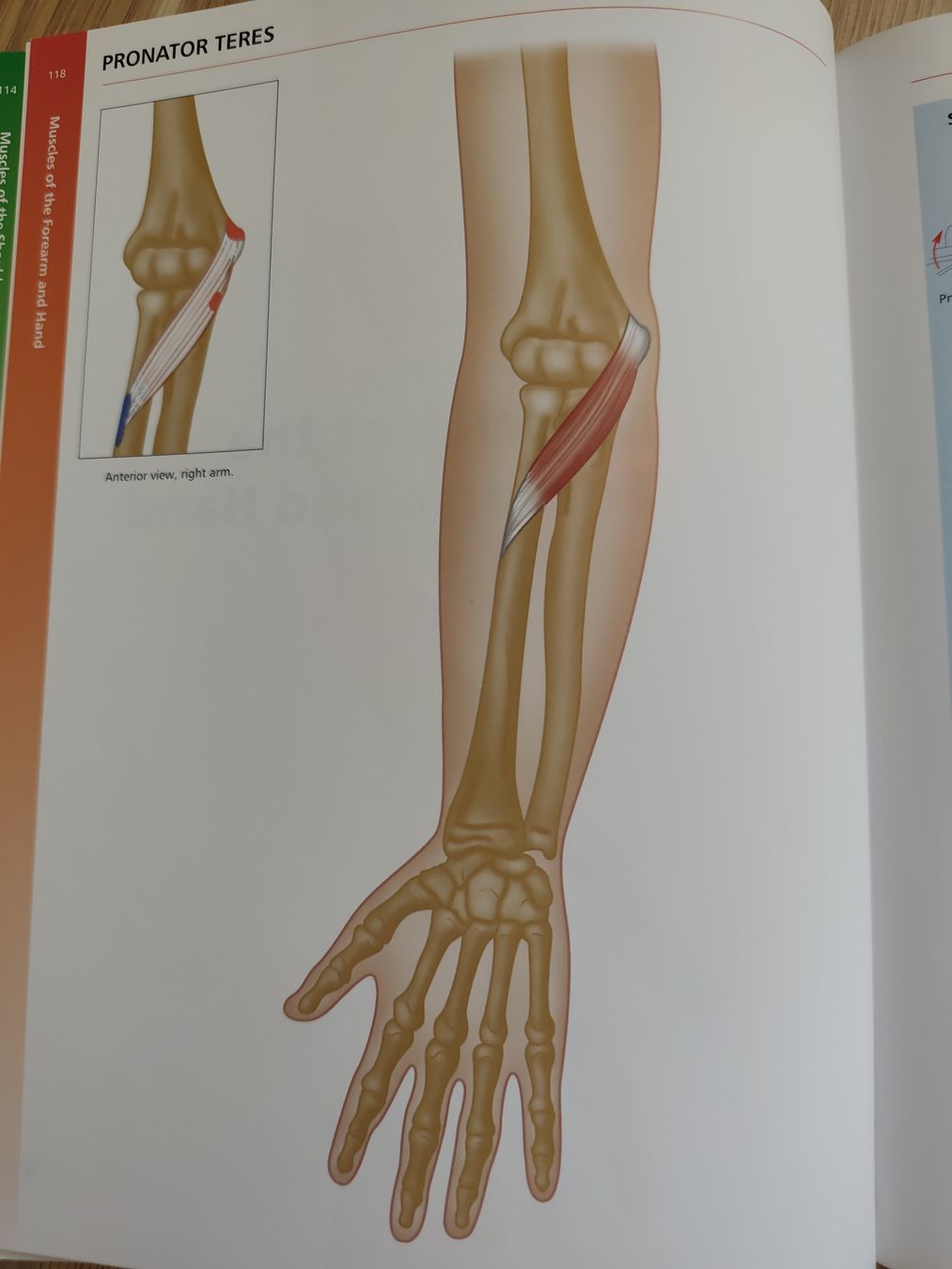 Bücher: Buch: " The concise book of Muscles" – Gebraucht aus Adliswil von Rlila 3