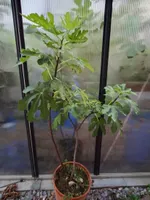 Feigenbaum "Early Black" - jetzt ab 1.-!