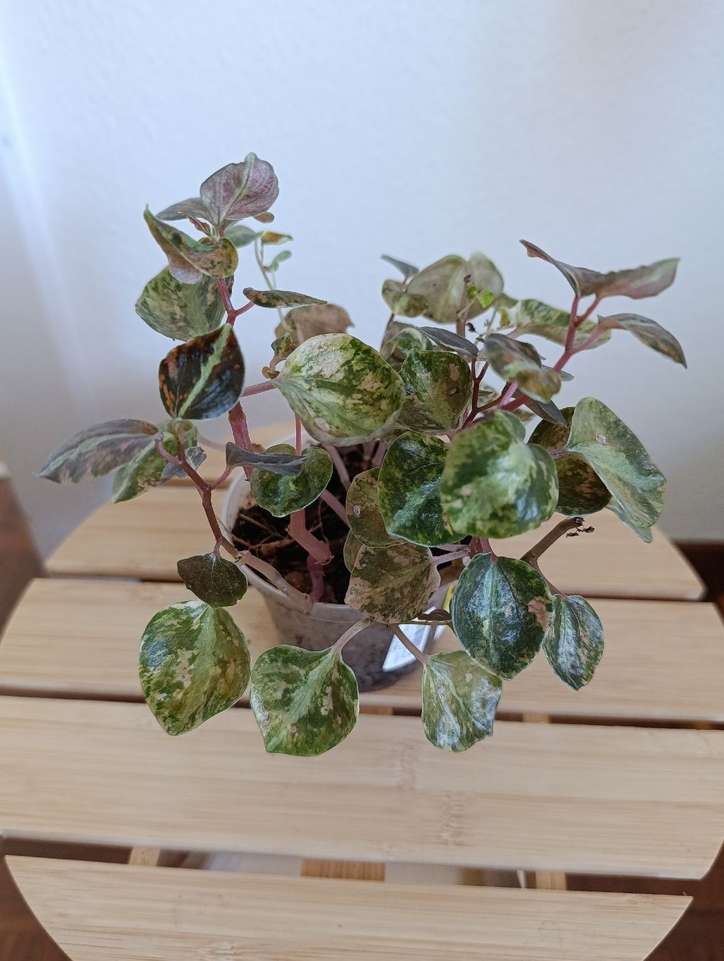 Piante & sementi: Peperomia Creme Brulee – Usato da Baar venduto da L.isa28 2