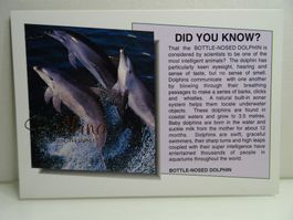 Australien Delphin Postkarte Murray Views K 22