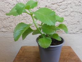 Zimmerpfl.: Mexikanischer Oregano (Plectranthus amboinicus)