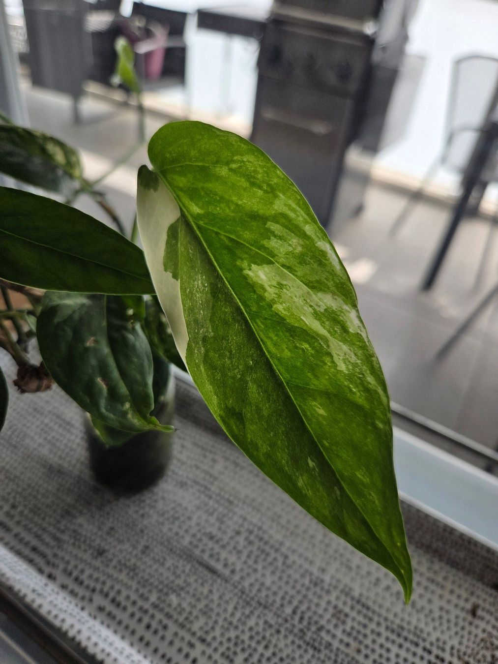 Piante & sementi: ** Epipremnum Pinnatum variegata** – Usato da Broc venduto da omegadlocks 2