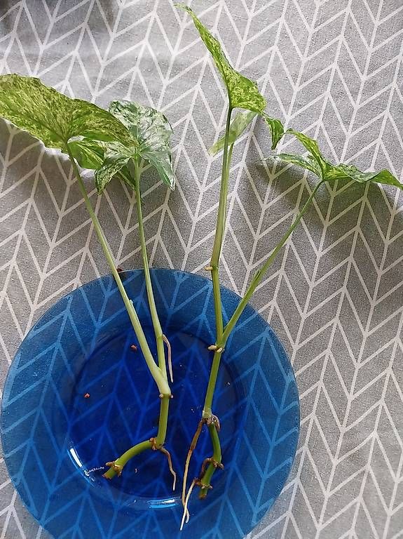 Piante & sementi: Purpurtute 'Mottled' Syngonium podophyllum 'Mottled' – Usato da Schwaderloch venduto da bademeister79