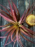 Tillandsia Brachycaulos Abdita auf Pflaumenholz