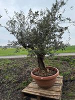 Olivenbaum in Tontopfoptik 3