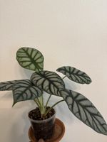 Alocasia Dragon Scale – grosse, gesunde Sammlerpflanze
