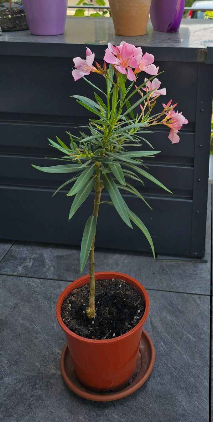 Piante & sementi: Kleine Oleander Pflanze rosa – Usato da Aarburg venduto da popkorn65 4
