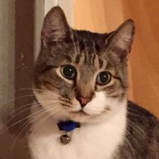 Profile image of GattoAlvaro