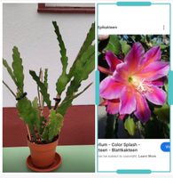 Epiphyllum mit Knospe „Color Splash“ Blattkaktus Epicactus