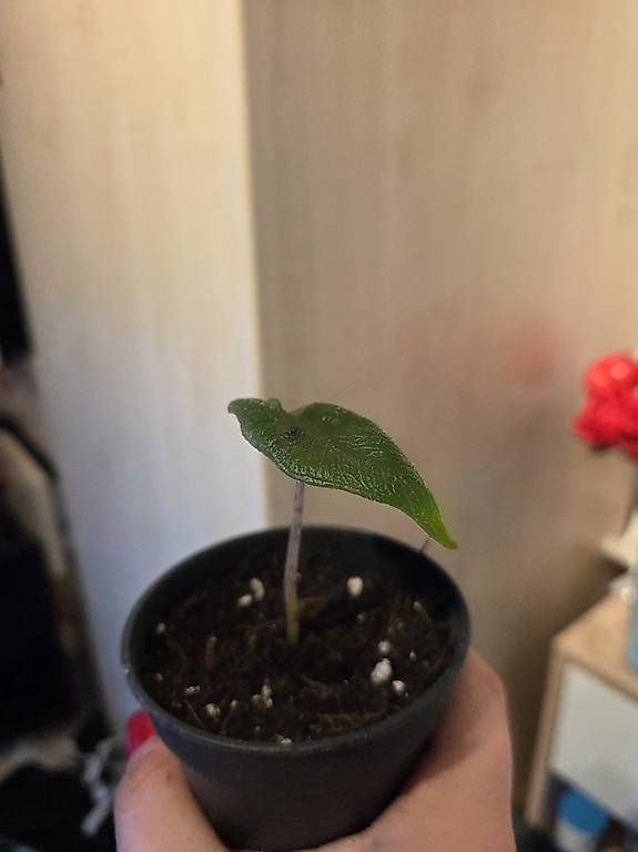 Plantes & graines: Alocasia Jacklyn – D'occasion à Roggwil BE par pau_wyh8