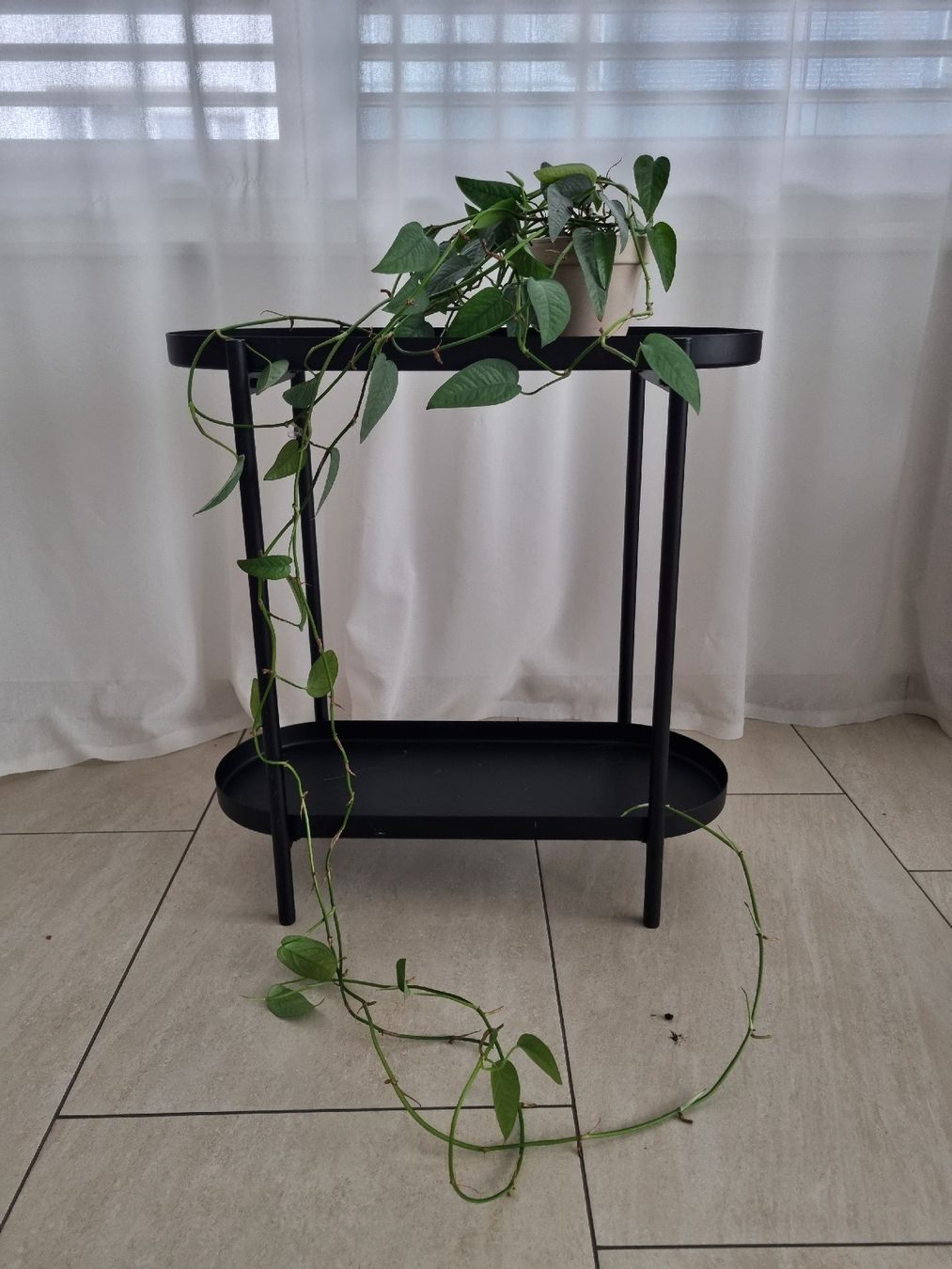 Piante & sementi: Cebu Blue Pothos – Usato da Zürich venduto da AnnaPavel 1