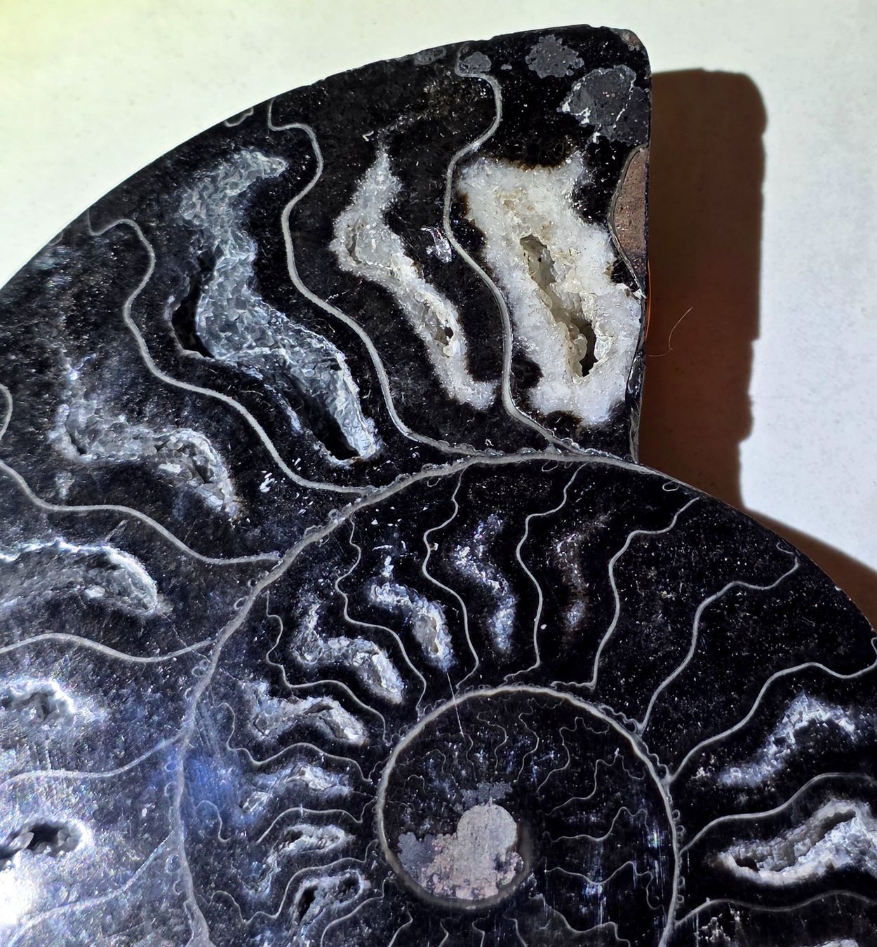 Fossili: Schwarzes Ammonitenpaar C 300g – Nuovo e nell'imballaggio originale da Matzingen venduto da Shay_Crystalz 2