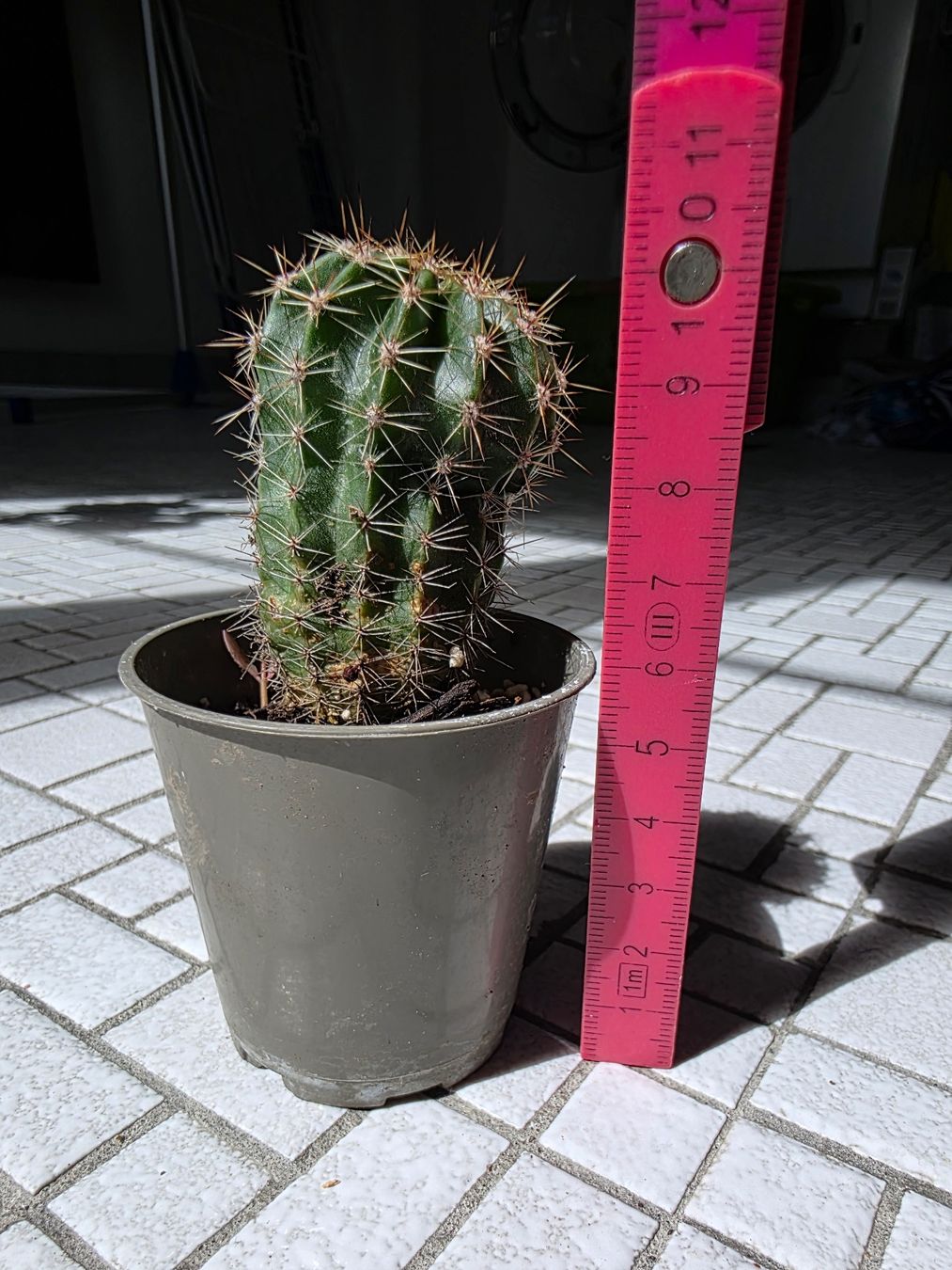 Piante & sementi: Kleiner Bauernkaktus, rosa blühend – Usato da Thalheim venduto da silvara01 3