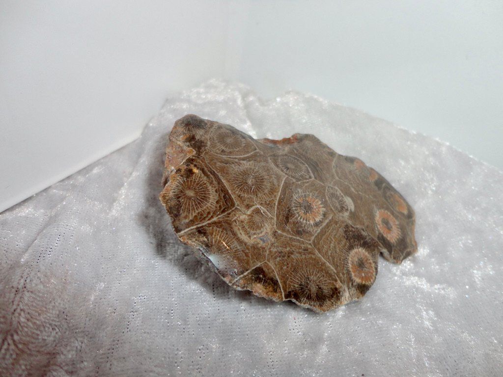 Mineralien & Heilsteine: Versteinerte Koralle – Neu (gemäss Beschreibung) aus Biberist von Steine