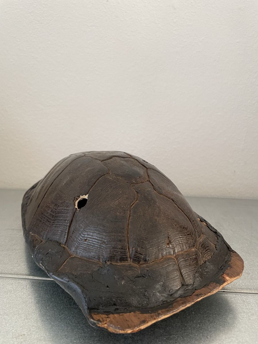Strumenti musicali: Ancient tribal African Kalimba Turtle Shell – Usato da Basel venduto da Amechan. 6