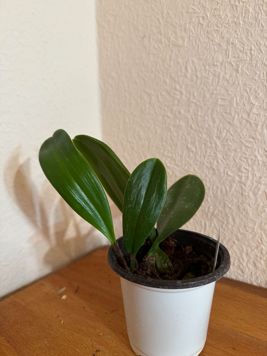 Pflanzen & Samen: Bulbophyllum grandiflorum – Gebraucht aus Männedorf von mrclst 2