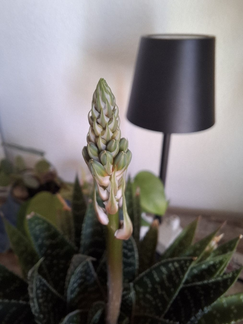 Piante & sementi: Seltene Sukkulente mit Blüte! – Usato da Zeihen venduto da P_B4 1