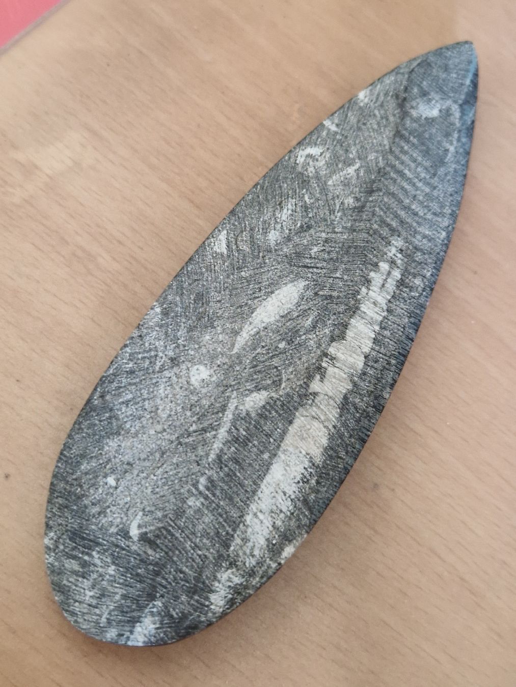 Fossiles: ORTHOCERAS – Neuf (Voir description) à SAXON par Mariposita1428 1