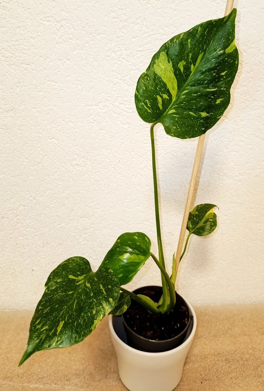 Piante & sementi: Monstera Deliciosa Electrolyte – Nuovo (secondo la descrizione) da schöftland venduto da UniquePlants