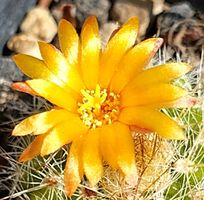 Kakteen, Pflanze, Parodia, Jungpflanze, Blüte: gelb/orange