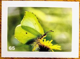 Migros Nature Detectives - Bild Nr. 65