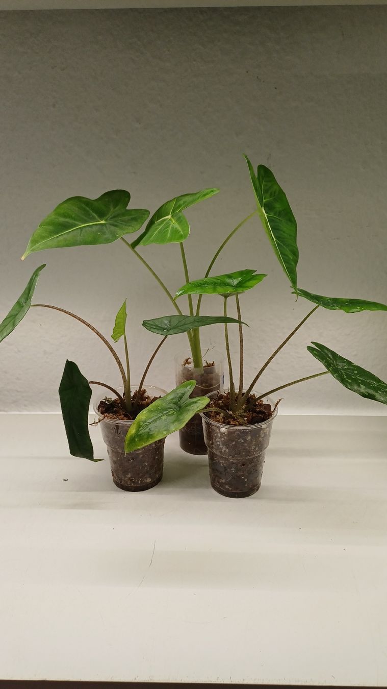 Plantes & graines: Alicasia – D'occasion à Bern par uwi_8t7x