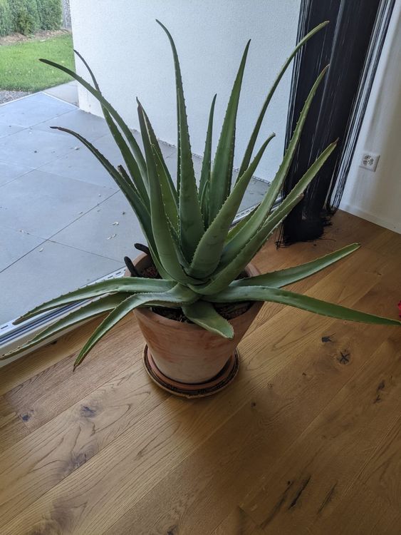 Grosse 105cm Aloe Vera Pflanze Kaufen auf Ricardo