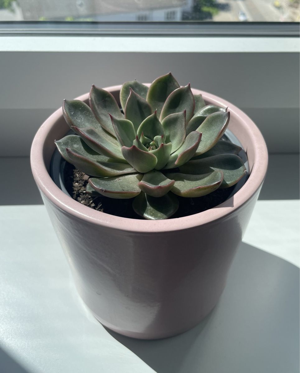 Piante & sementi: Echeveria succulent in pink ceramic pot – Usato da Uster venduto da momogarden 1