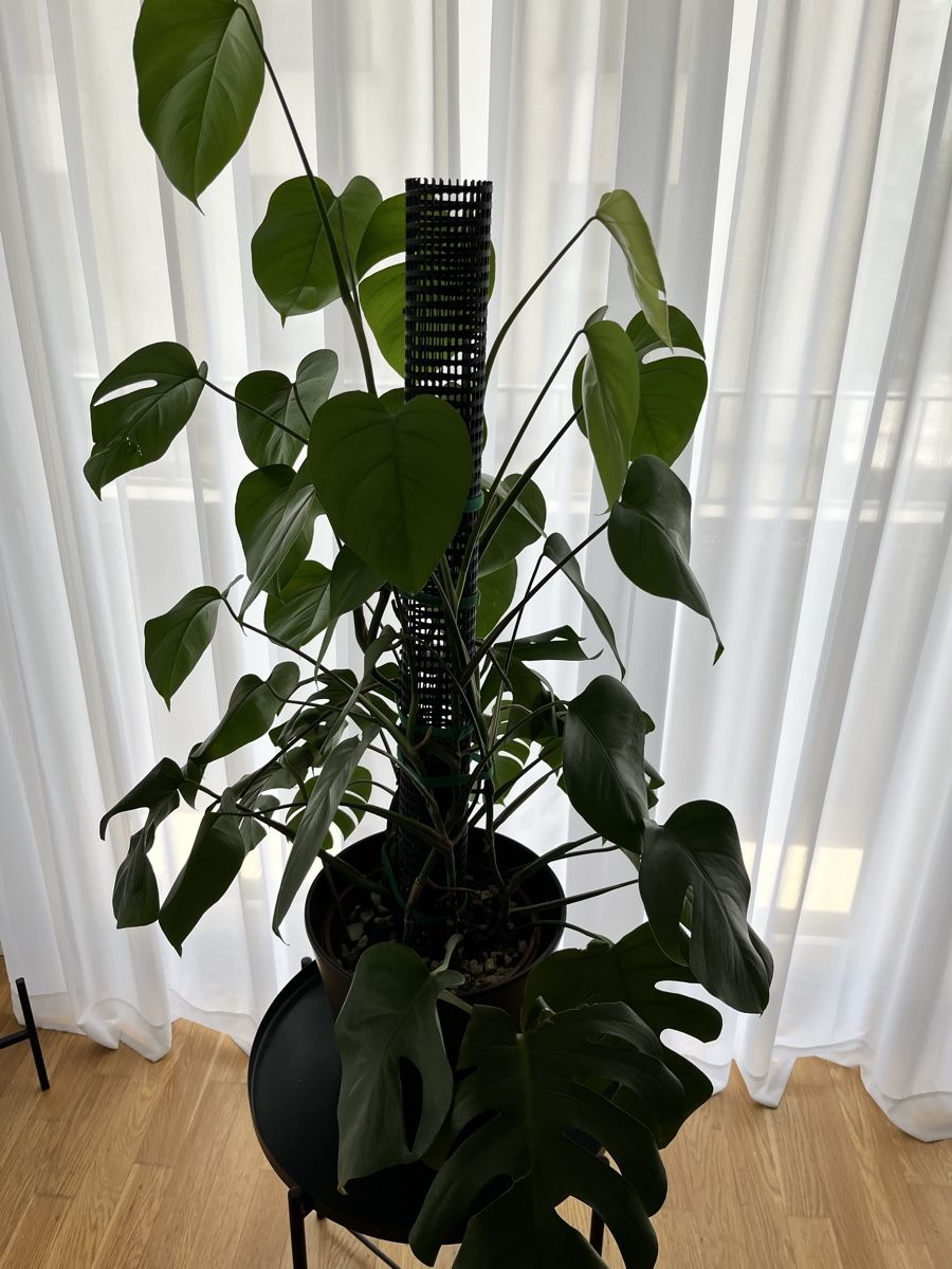 Piante & sementi: Monstera Deliciosa – Usato da Uster venduto da ke114 2