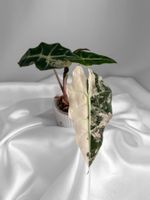 Alocasia Polly Pink Variegata