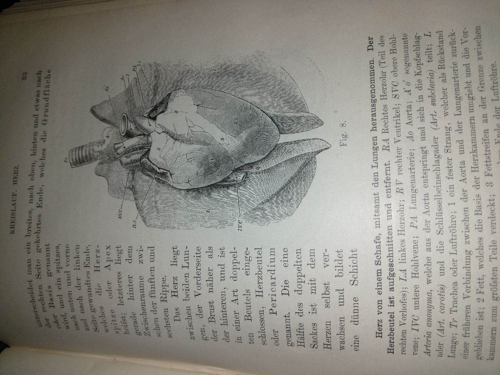 Libri: Buch Grundz.Physiologie 1893 – Usato da Künten venduto da Spinner62 4